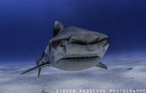 
Always worth a second look! Small Tiger Shark checking ... by Steven Anderson 